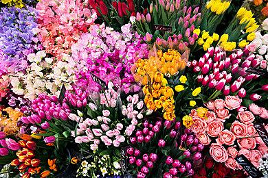 《零：月蚀的假面》发售预告片公布 已登陆各平台